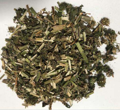 益母草 Herba Leonuri